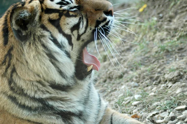 Tigre. — Fotografia de Stock