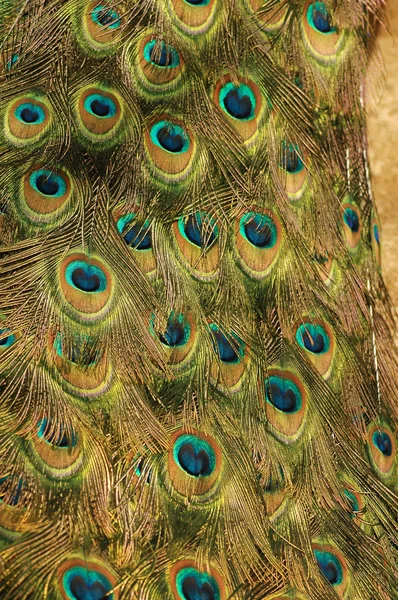 Peacock tail. The beauty and vanity. — Stock Photo, Image