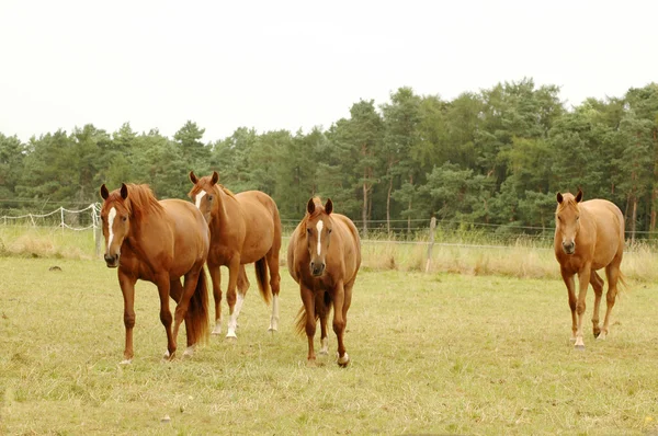3頭の馬. ストック画像