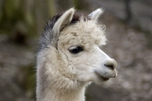 stock image Wise Lama's smile.