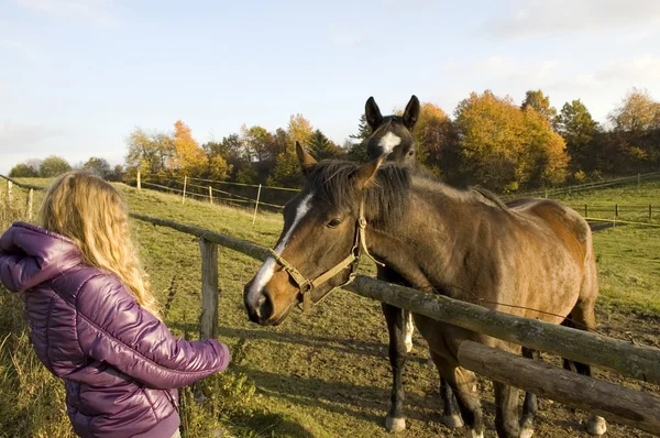 Девочка, кормящая лошадь . — стоковое фото