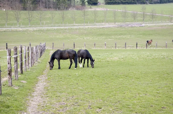 Horses graze. — Stock Photo, Image