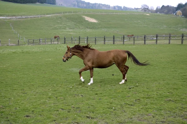 Ein braunes Pferd. — Stockfoto