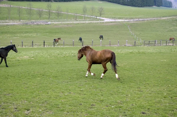 一匹马在那草地上运行. — 图库照片