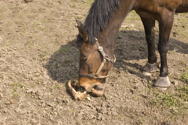 The horse enjoys beet. — Stock Photo, Image