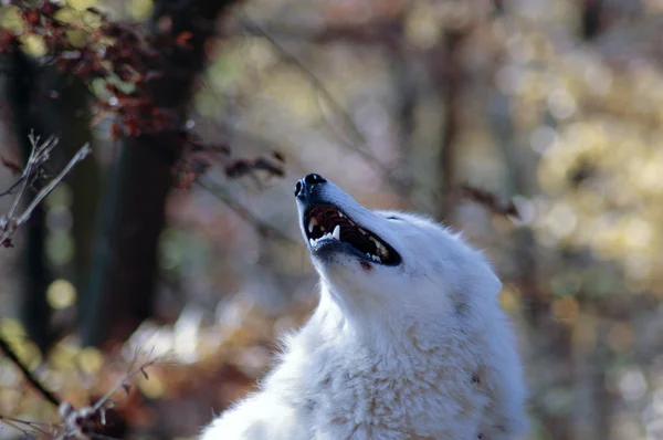 The howl of a wolf. — Stock Photo, Image