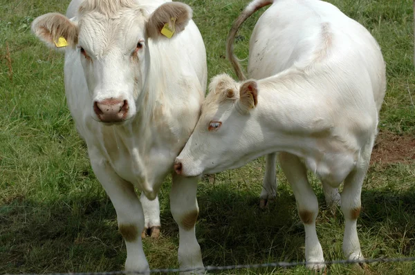 Fehér tehenek. — Stock Fotó