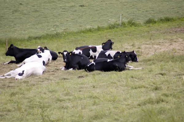 牧草地にいる牛は. — ストック写真