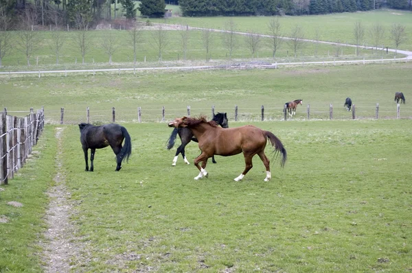 Het paard wordt uitgevoerd. — Stockfoto