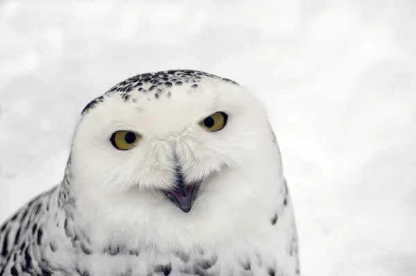 Snowy owl laughs. — Stock Photo, Image