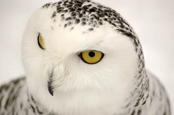 Snow owl. — Stock Photo, Image
