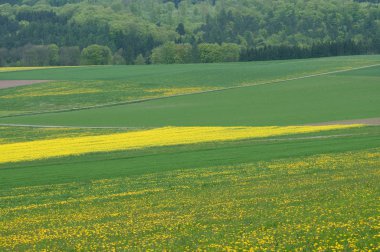 tecavüz çiçeği.(brassica napus)