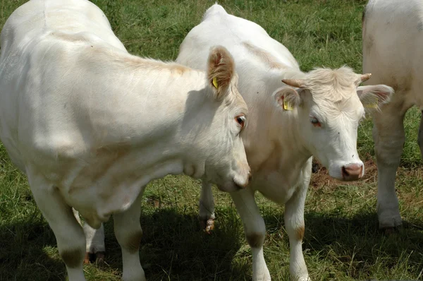 Vacas blancas . —  Fotos de Stock