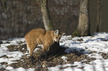 Maned wolf. clipart