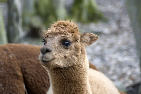 Stock image Llama.