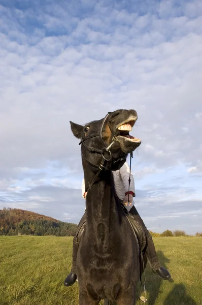 Рыхлая лошадь . — стоковое фото