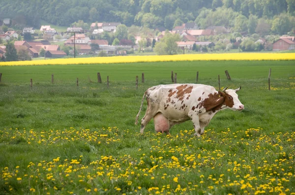 Корова на пастбище. — стоковое фото