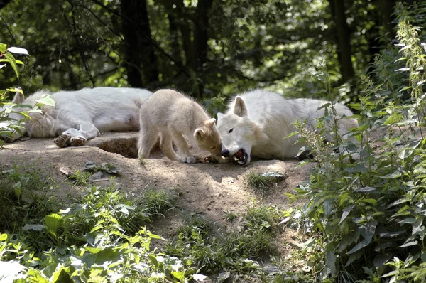 Familj av polar vargar. — Stockfoto