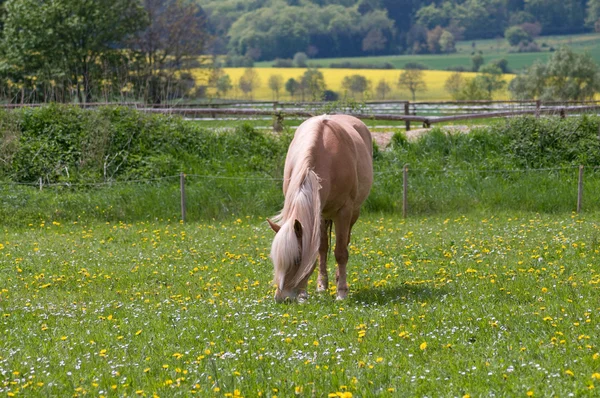Ένα άλογο στο βοσκότοπο. — Φωτογραφία Αρχείου
