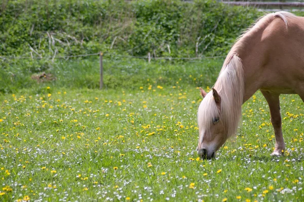 Um cavalo no pasto. Retrato . — Fotografia de Stock