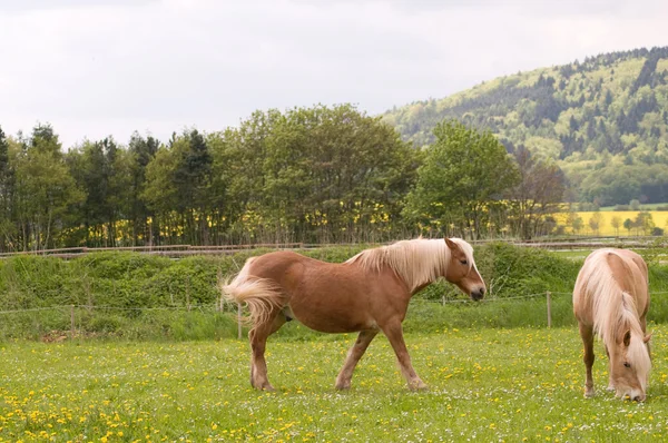 牧草地にいる馬は. — ストック写真