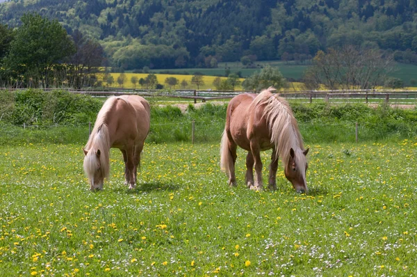 Les chevaux paissent . — Photo