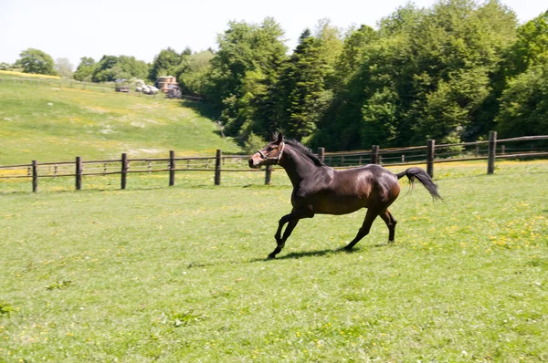 Koń biegnie . — Zdjęcie stockowe