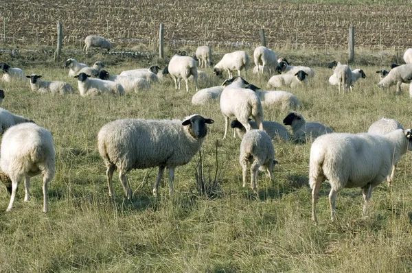 Sheeps. — Stock Photo, Image