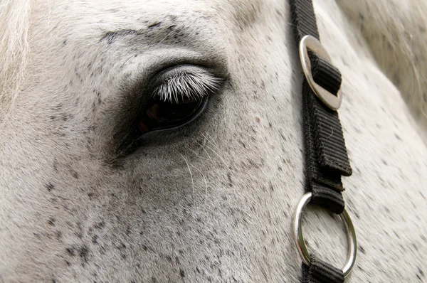 Auge des Pferdes. — Stockfoto