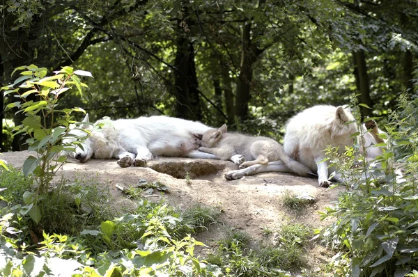 Familie van Polar wolf (canis lupus tundrorum) — Stockfoto