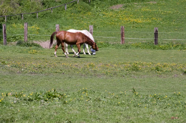 Paarden op een weiland. — Stockfoto