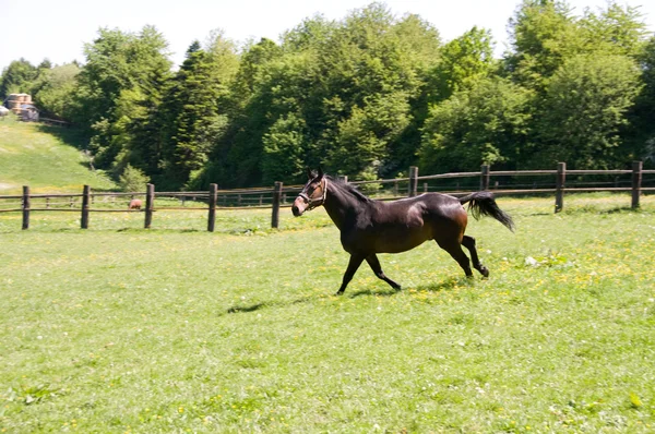 Brown horse runs. — Stock Photo, Image