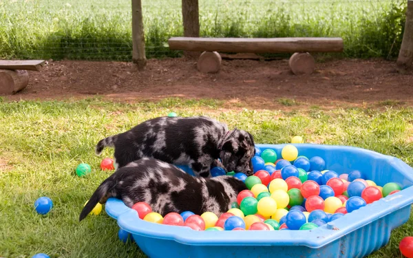 Puppies. — Stock Photo, Image