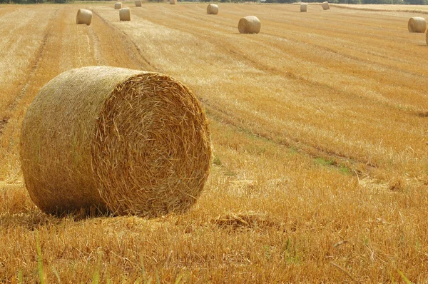 Harvesting. — Stock Photo, Image