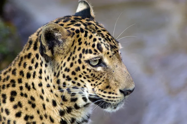 O olhar do leopardo . — Fotografia de Stock