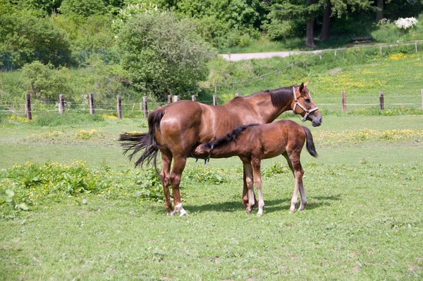 馬とロバ. — ストック写真