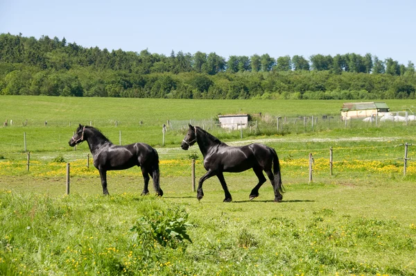 Cavalos Friesianos . — Fotografia de Stock