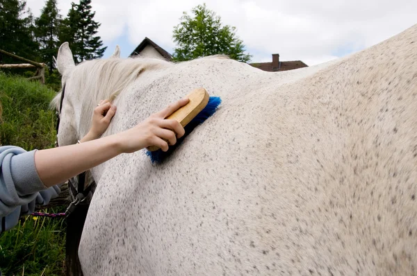 Caring for horse. — Stock Photo, Image