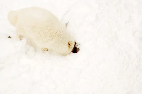 Провиденческая арктическая лиса . — стоковое фото