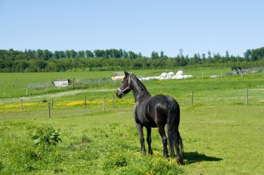 Friesian horse. clipart