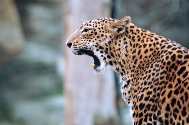 leopar