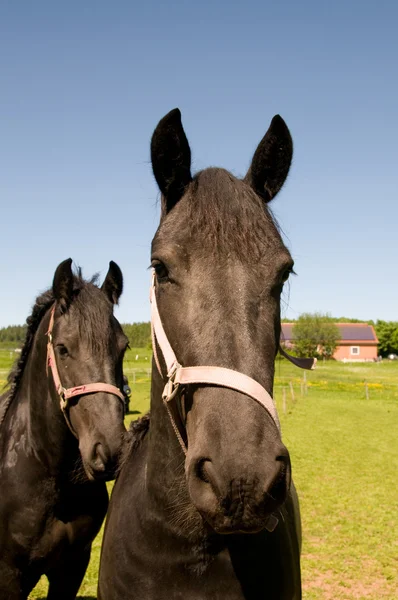 Portret van paarden. — Stockfoto