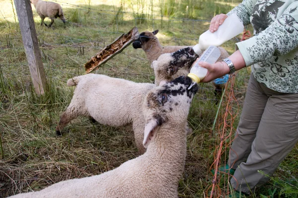 Feeding lambs. — Stock Photo, Image