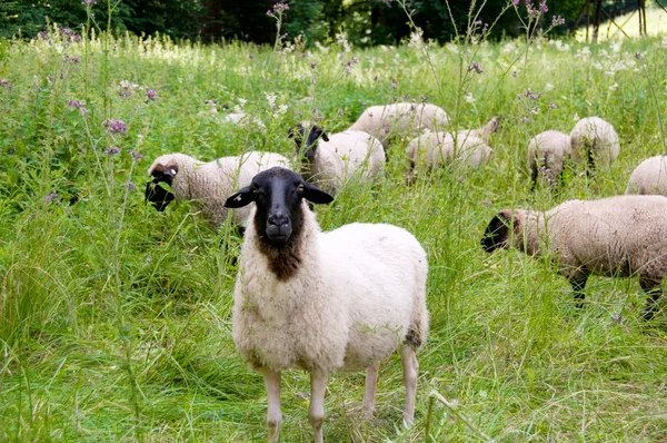 Herd of sheep. — Stock Photo, Image
