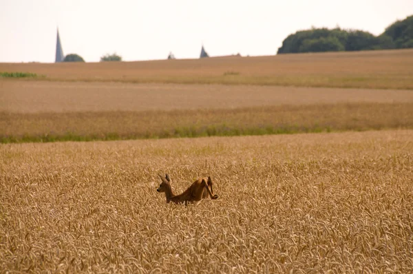 Пшеница и икра . — стоковое фото