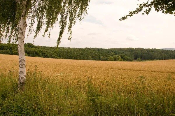 Feld und Wald. — Stockfoto