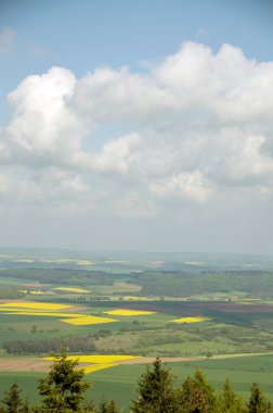 tecavüz çiçeği.(brassica napus)