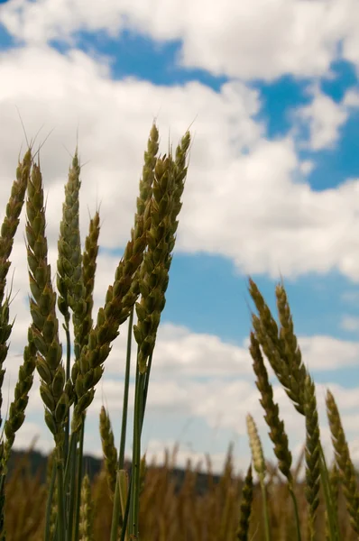 Уши пшеницы . — стоковое фото