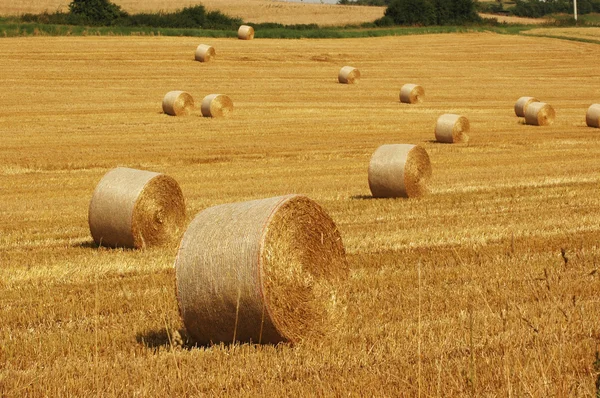 Bales of straw. — Stock Photo, Image