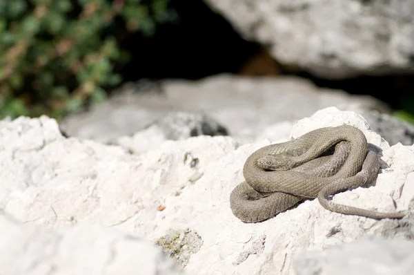 stock image Coiled snake.